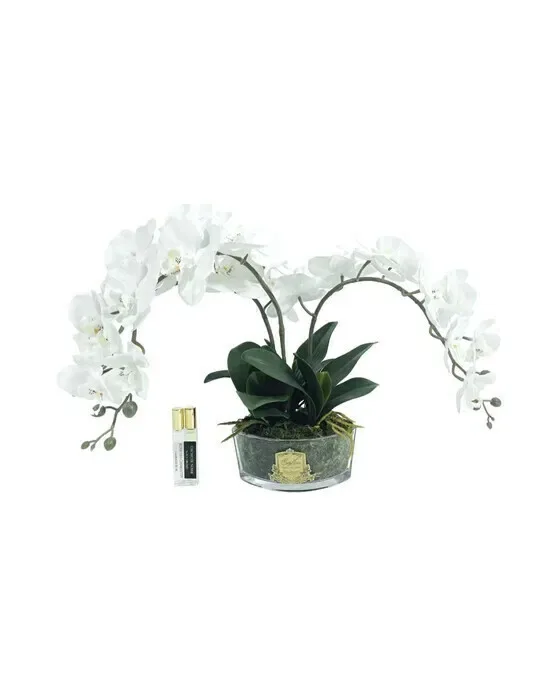 Orchidée Classique gåvoset