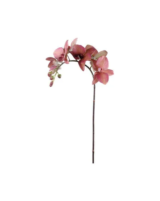 Orchid Cut Flower Red