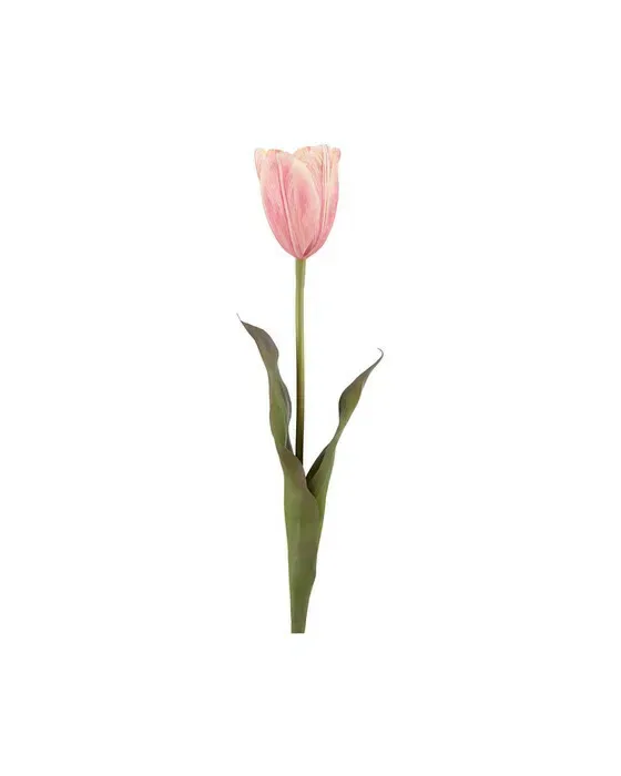Tulipan snitblomst rosa
