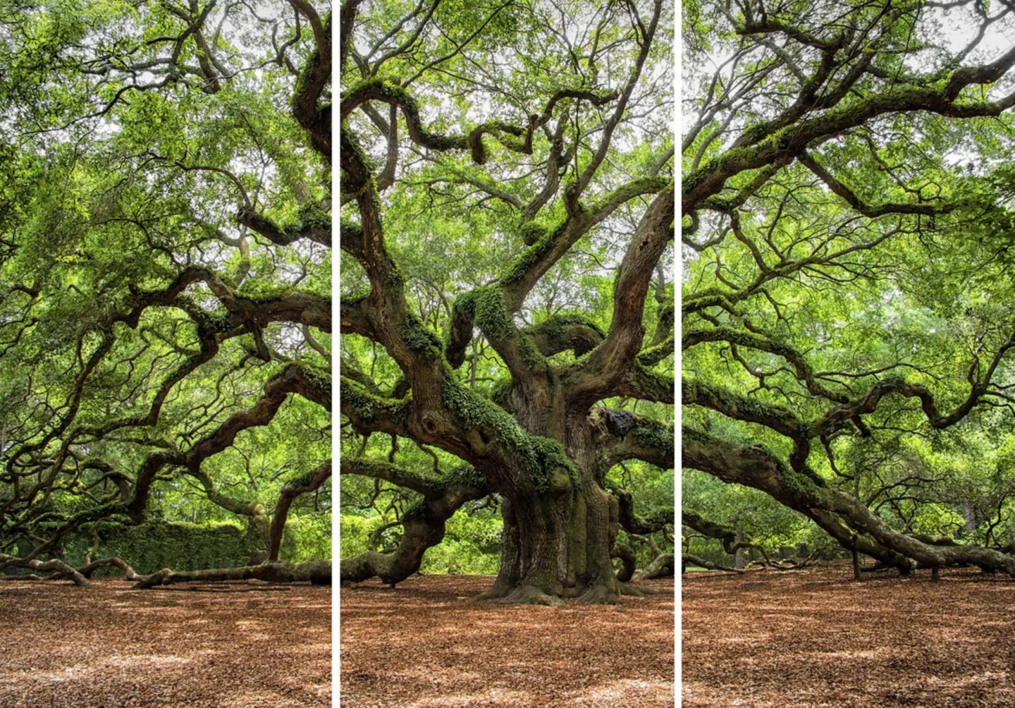 image LAND Canvas Verzweigter Baum | Schubiger Möbel