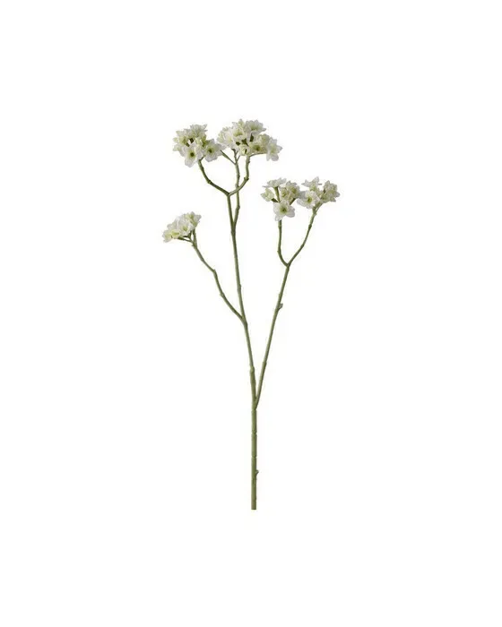 Blomkvist snitblomst hvid
