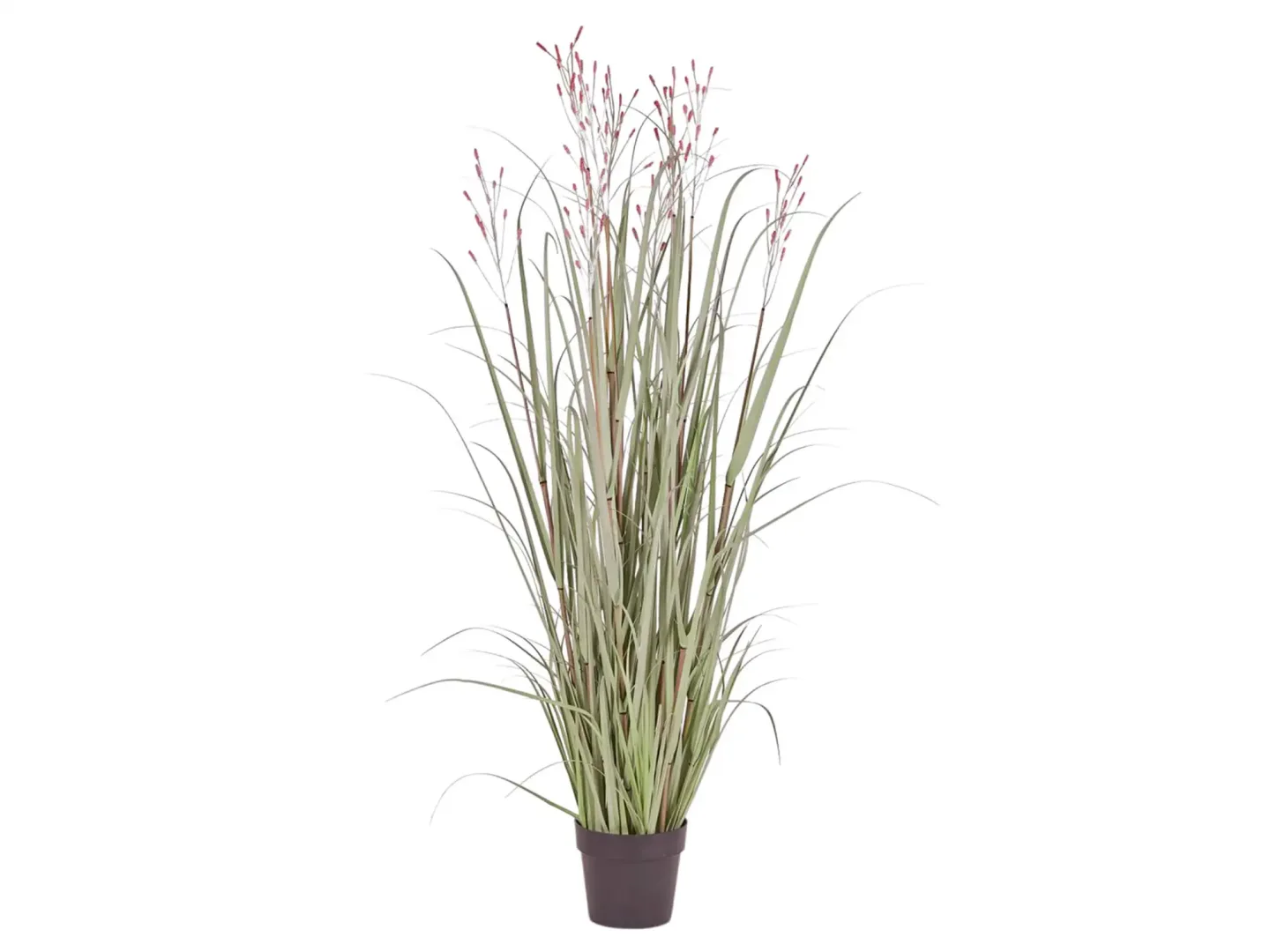 Edg Kunstpflanzen Schilf Apricot H: 152 cm | Schubiger Möbel