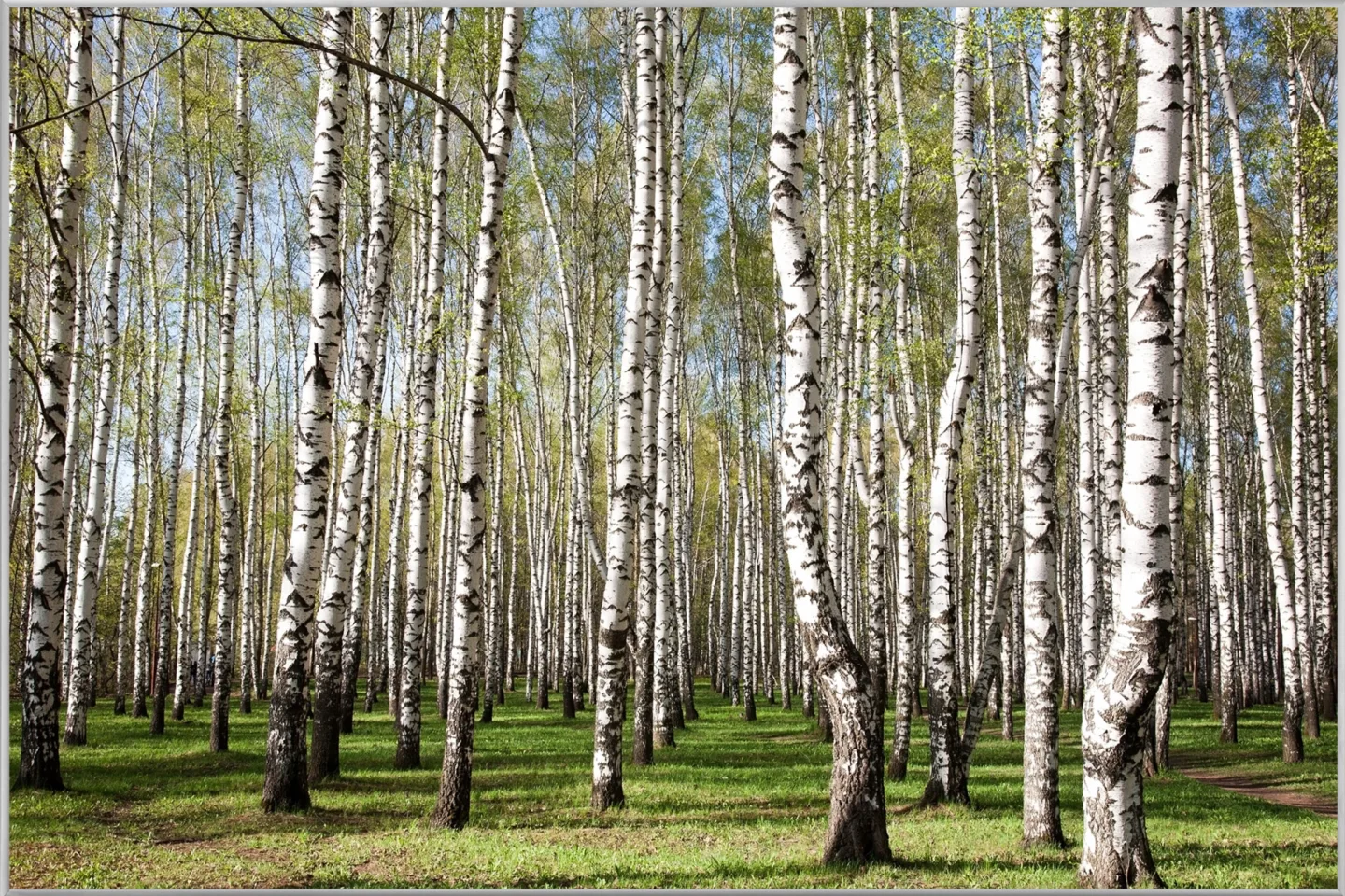 image LAND Bild mit Rahmen Birkenwald | Schubiger Möbel