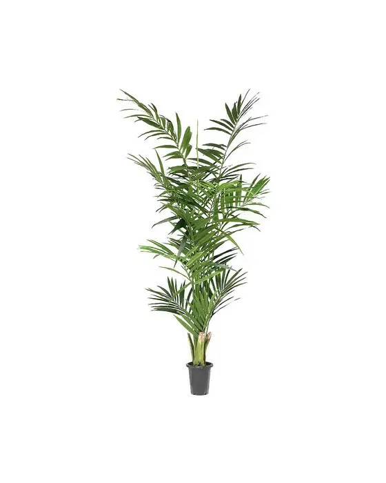 Kentia Palm Tree