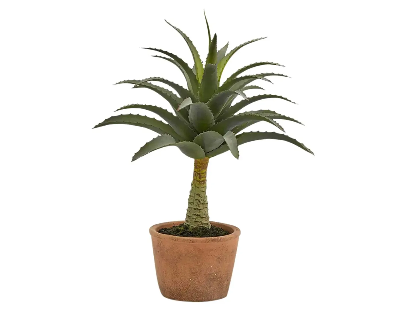 Edg Agave im Topf H: 44 cm | Schubiger Möbel