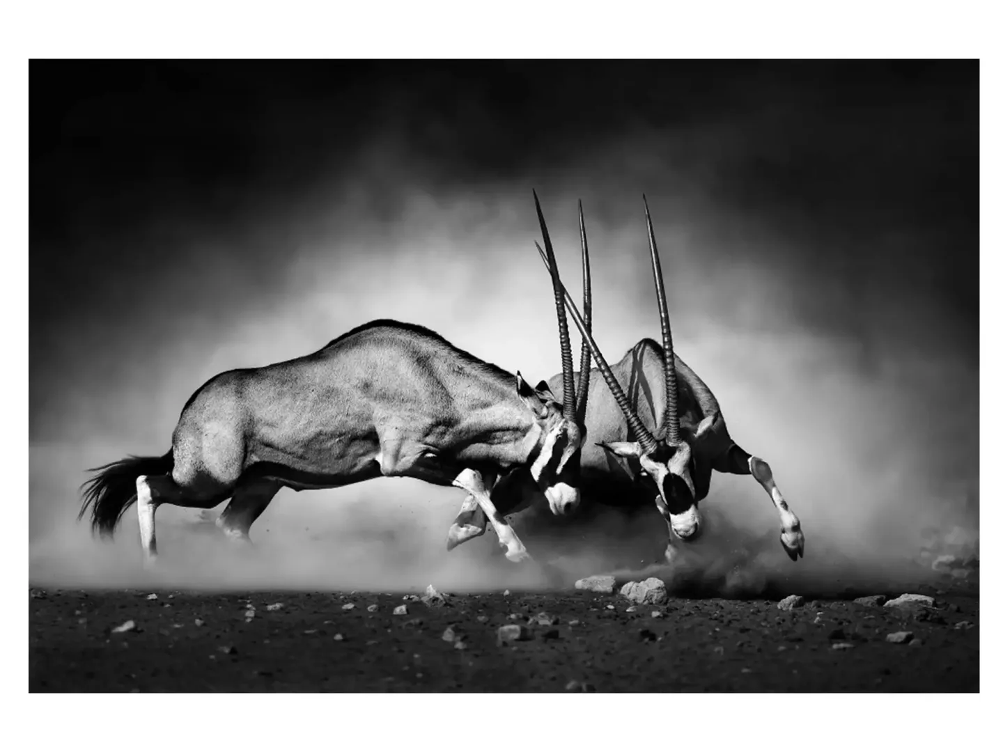 image LAND Digitaldruck auf Acrylglas 2 Kämpfende Oryx | Schubiger Möbel
