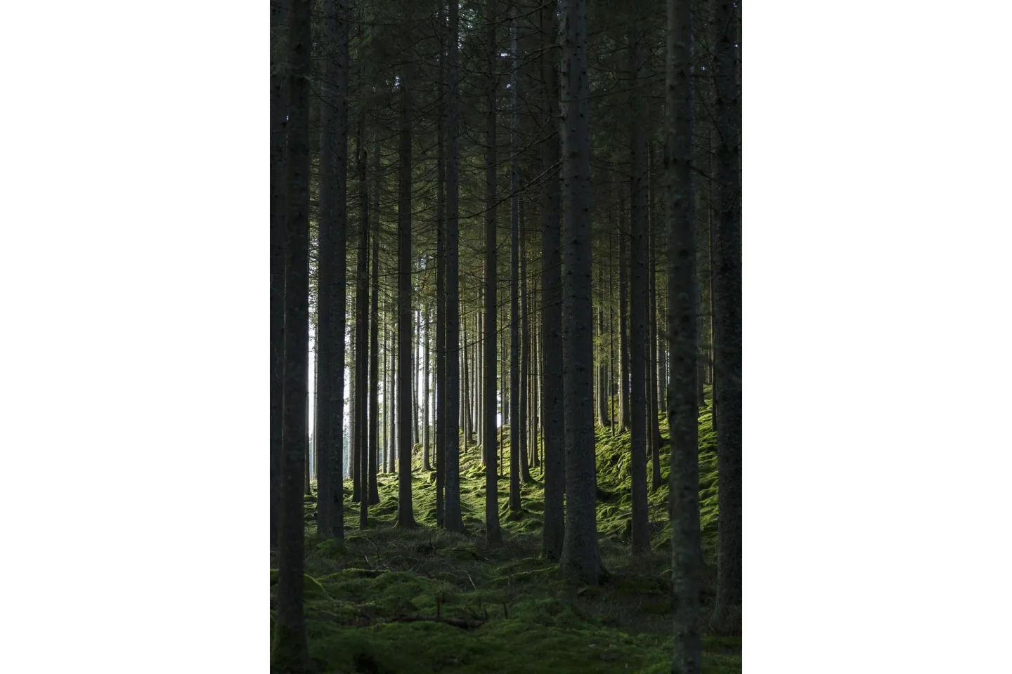 Poster Woods 70x100 cm - Svart/Grön