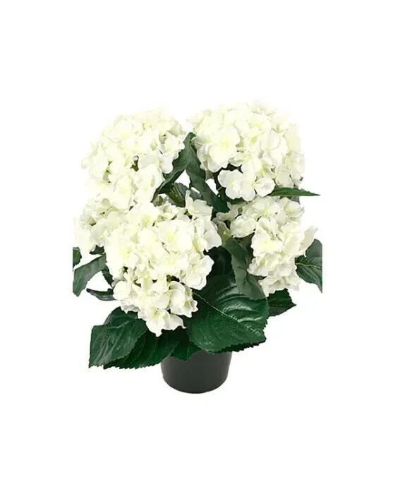 Hortensia potteplante hvid