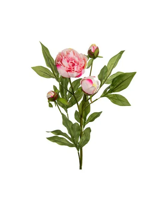 Pæon afskåret blomst lyserød