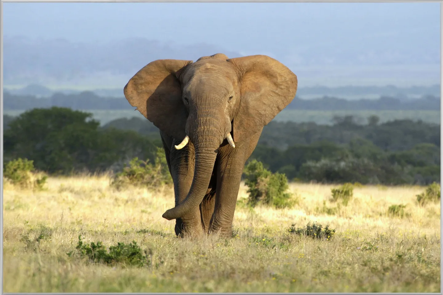 image LAND Bild mit Rahmen Elefant in Der Steppe | Schubiger Möbel