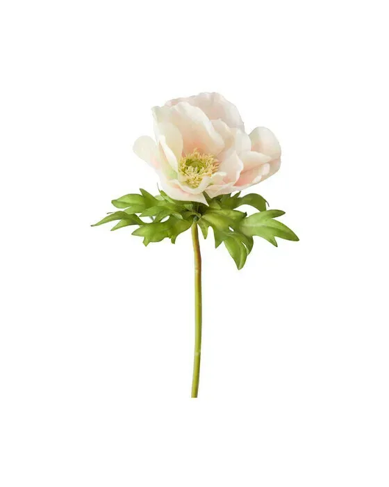 Anemone – afskåret blomst i cream