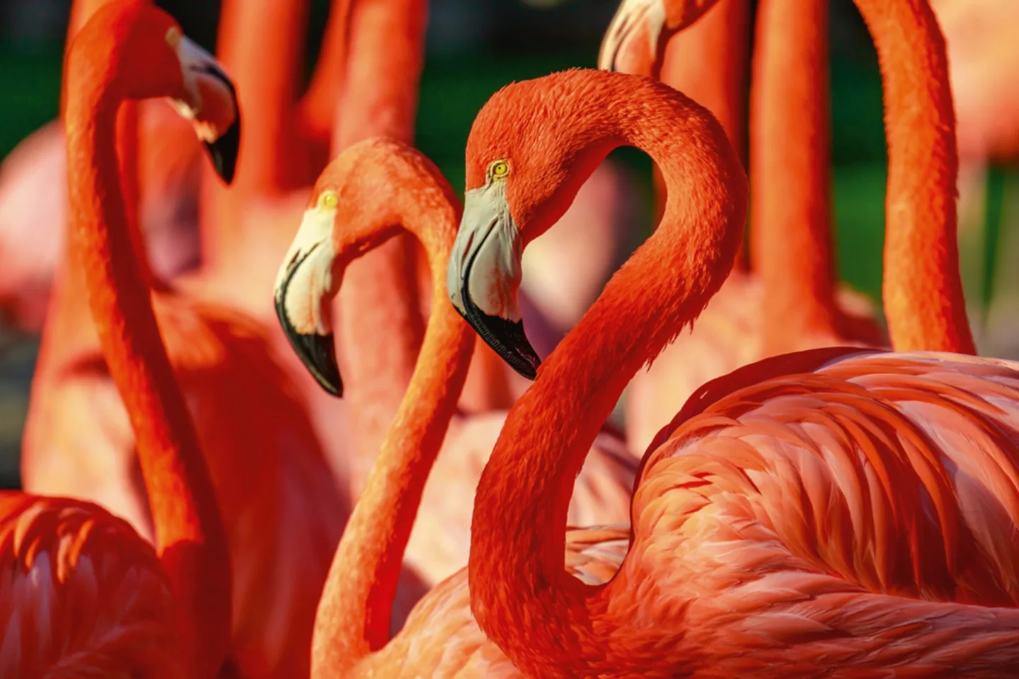 image LAND Alubild Flamingos | Schubiger Möbel