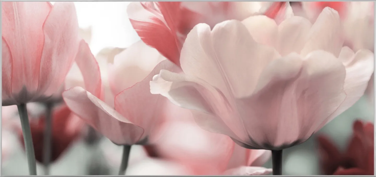 image LAND Bild mit Rahmen Blüten in Rose | Schubiger Möbel