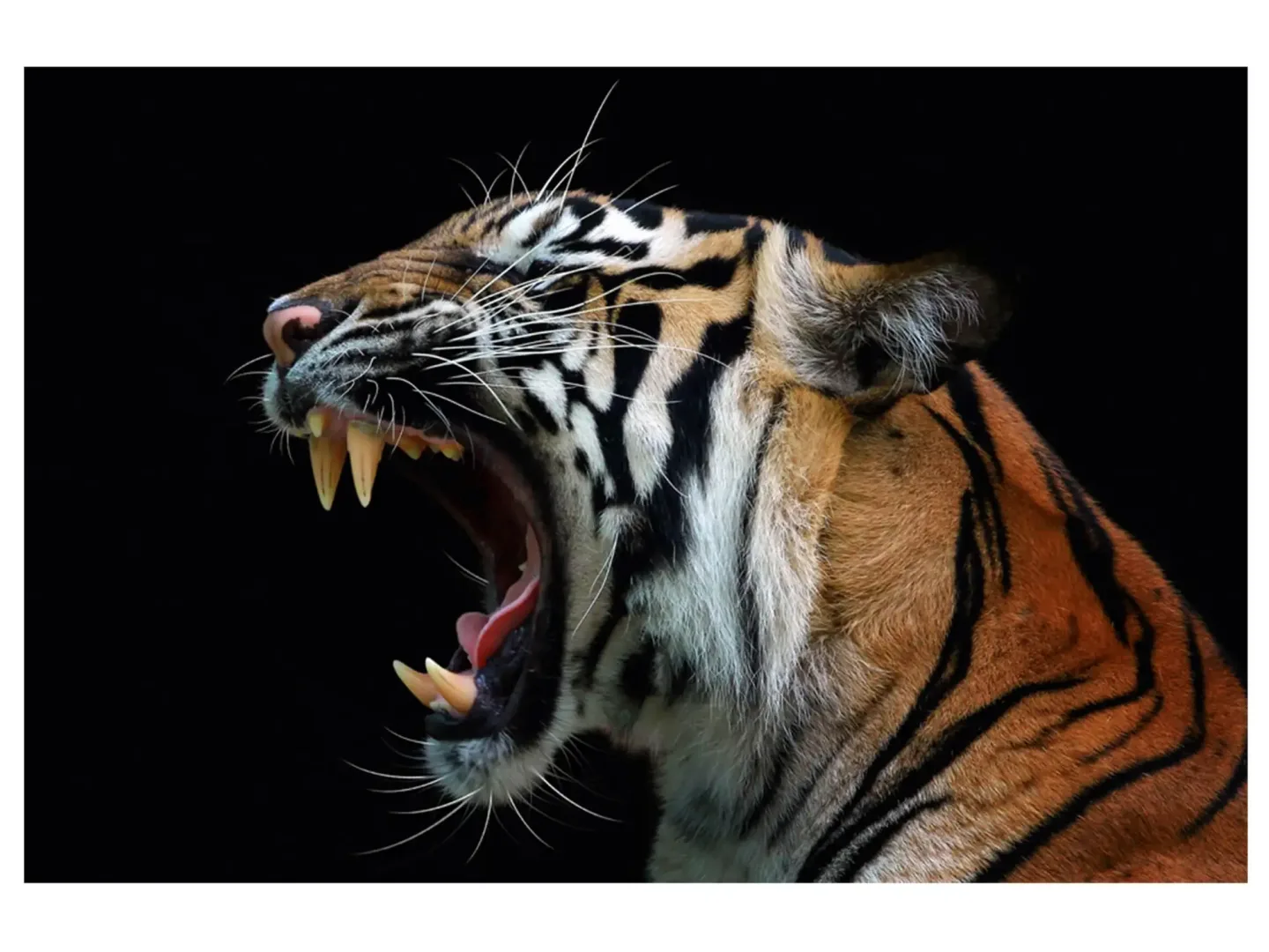 image LAND Digitaldruck auf Acrylglas Fauchender Tiger | Schubiger Möbel