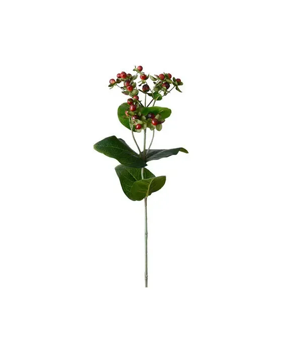 Hypericum afskåret blomst rød