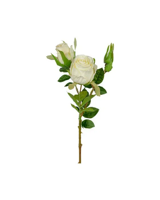 Rose Cut Flower White