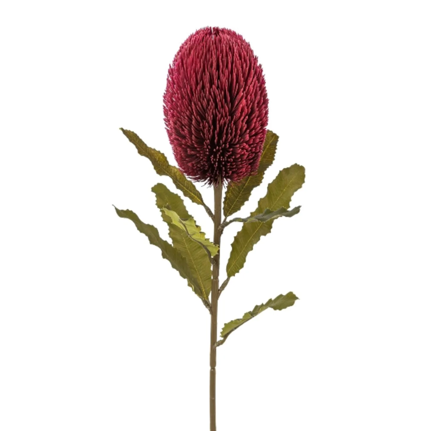 Gasper Kunstblume Banksia, Bordeaux H: 65 cm | Schubiger Möbel