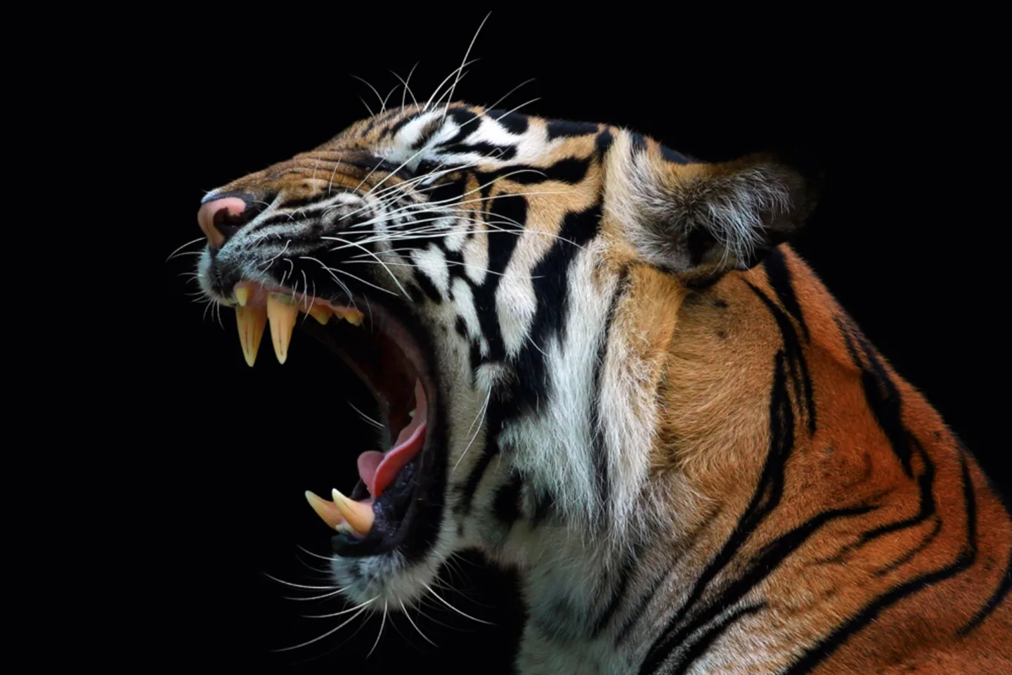 image LAND Alubild Fauchender Tiger | Schubiger Möbel