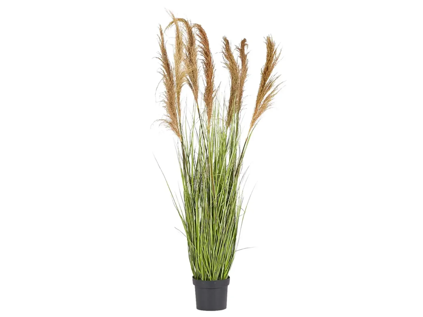 Edg Festuca im Topf H: 173 cm | Schubiger Möbel