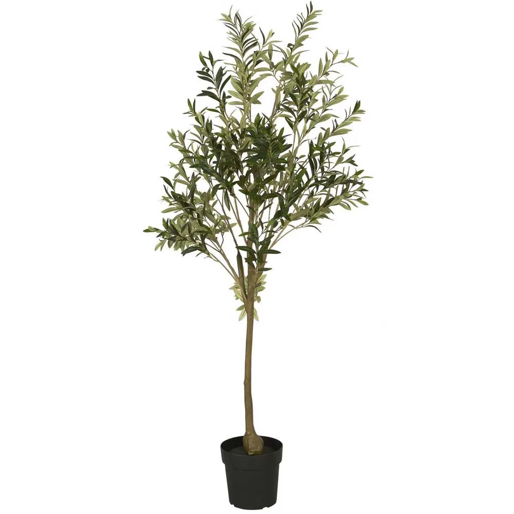 Olivträd i kruka 166 cm