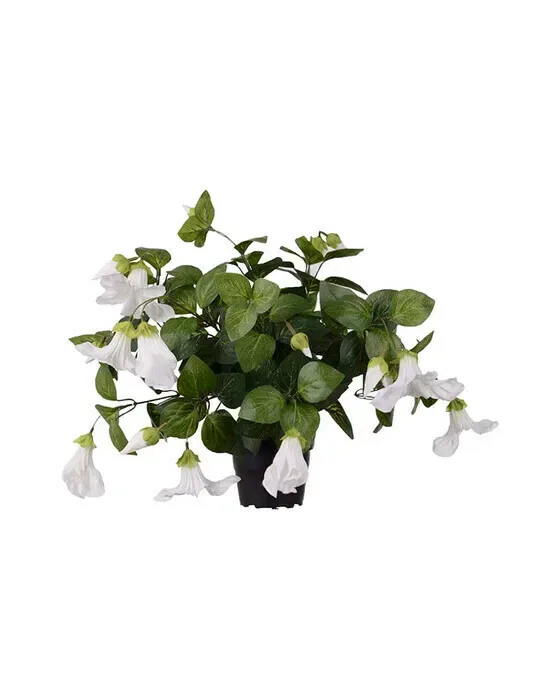 Petunia potteplante hvid