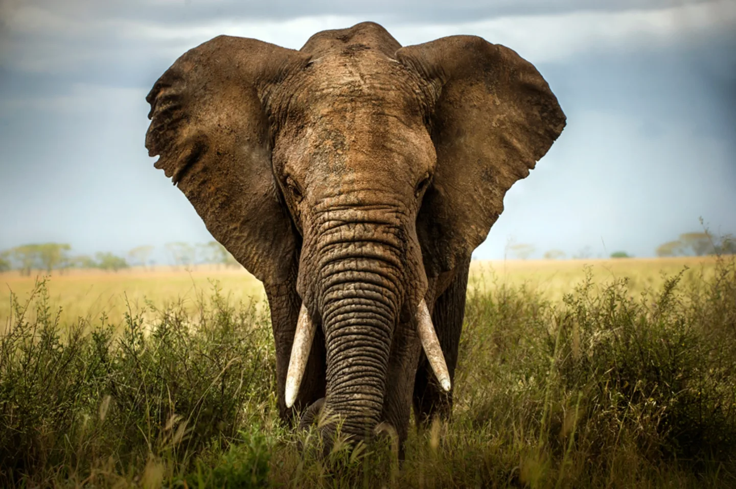 image LAND Alubild Großer Elefant | Schubiger Möbel