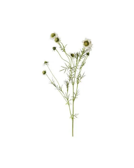 Scabiosa snitblomst hvid