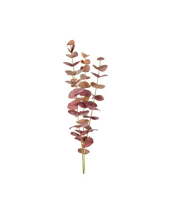 Eucalyptus afskåret blomst rød