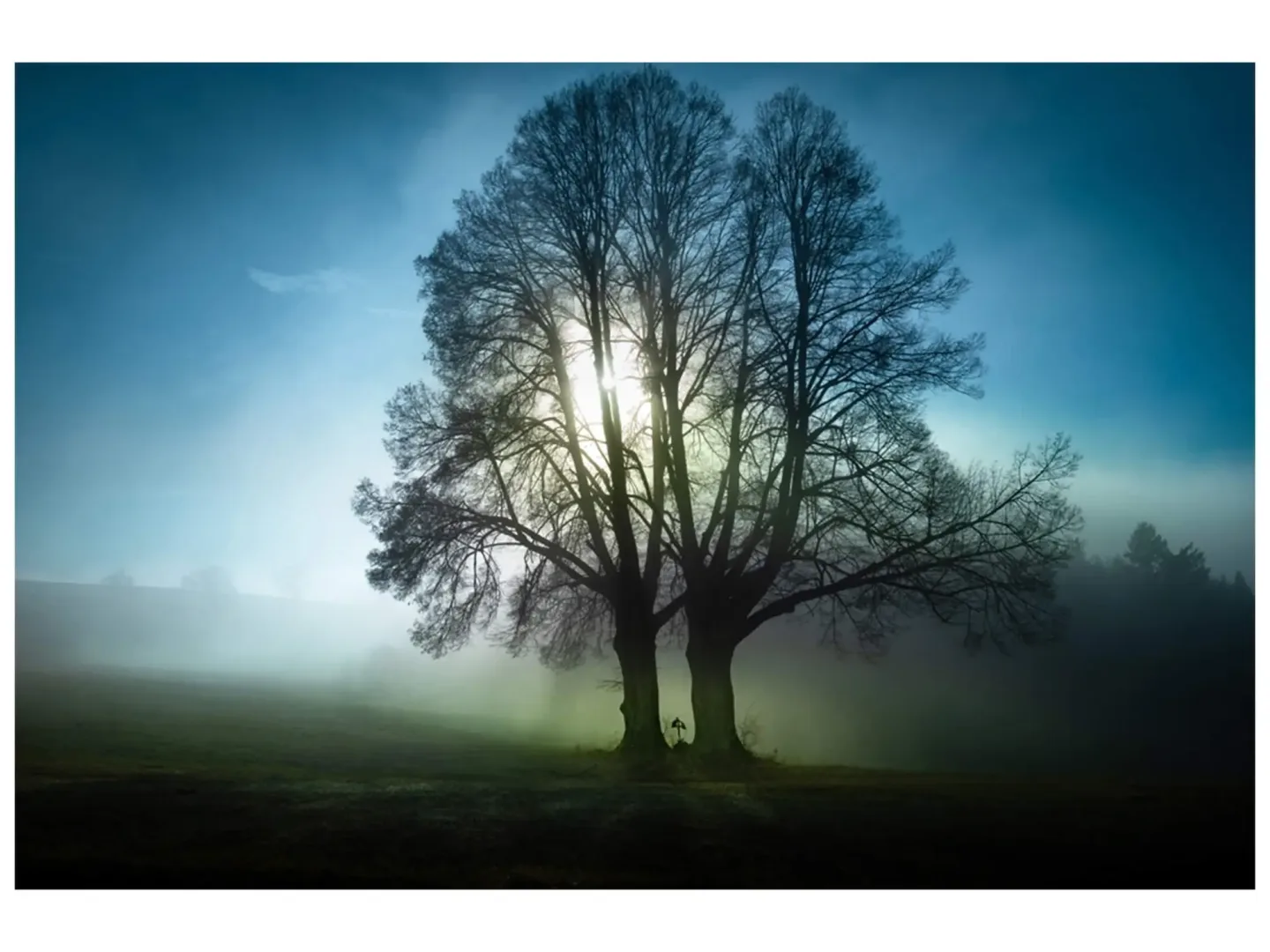 image LAND Digitaldruck auf Glas Bäume im Morgennebel | Schubiger Möbel