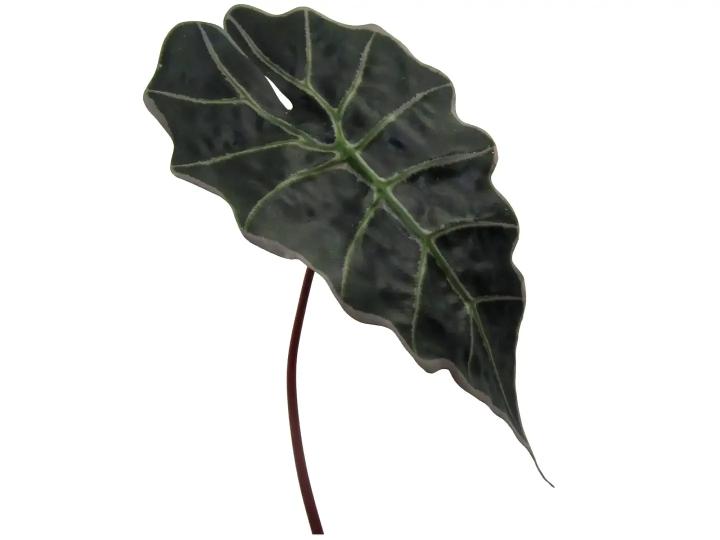 Gasper Kunstblume Alocasienblatt H: 67 cm | Schubiger Möbel