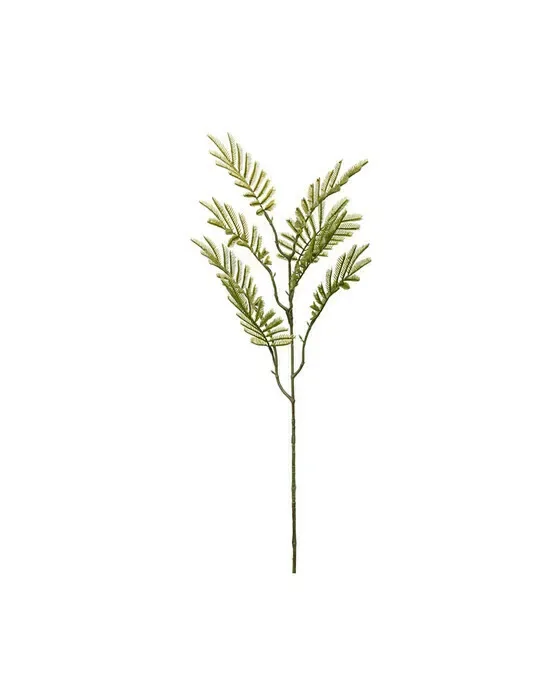 Mimosa gren snitblomst grøn