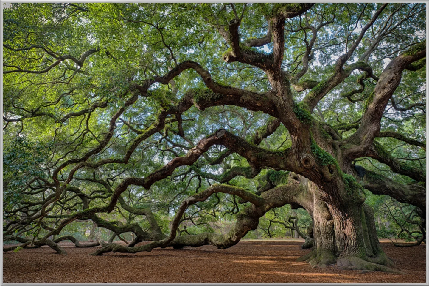 image LAND Bild mit Rahmen Faszination Baum | Schubiger Möbel