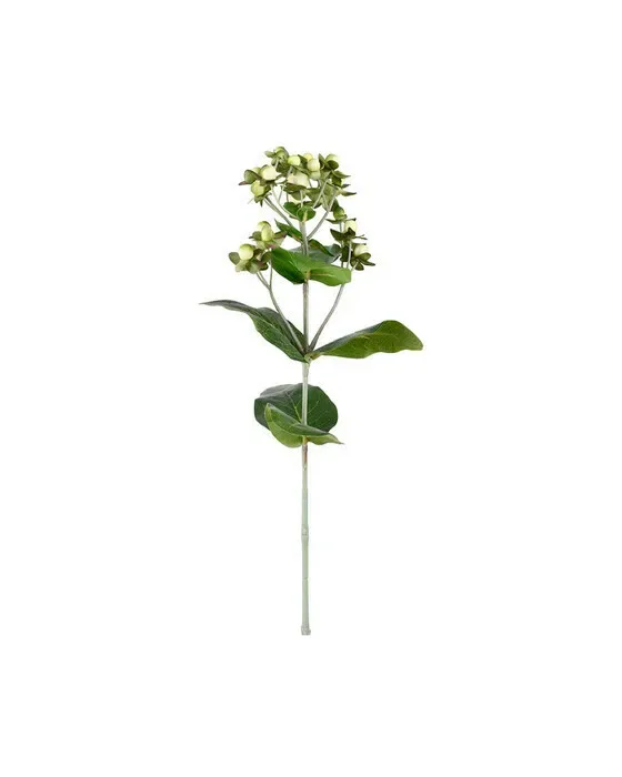 Hypericum afskåret blomst creme