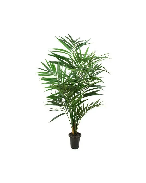 Kentia Palm Tree