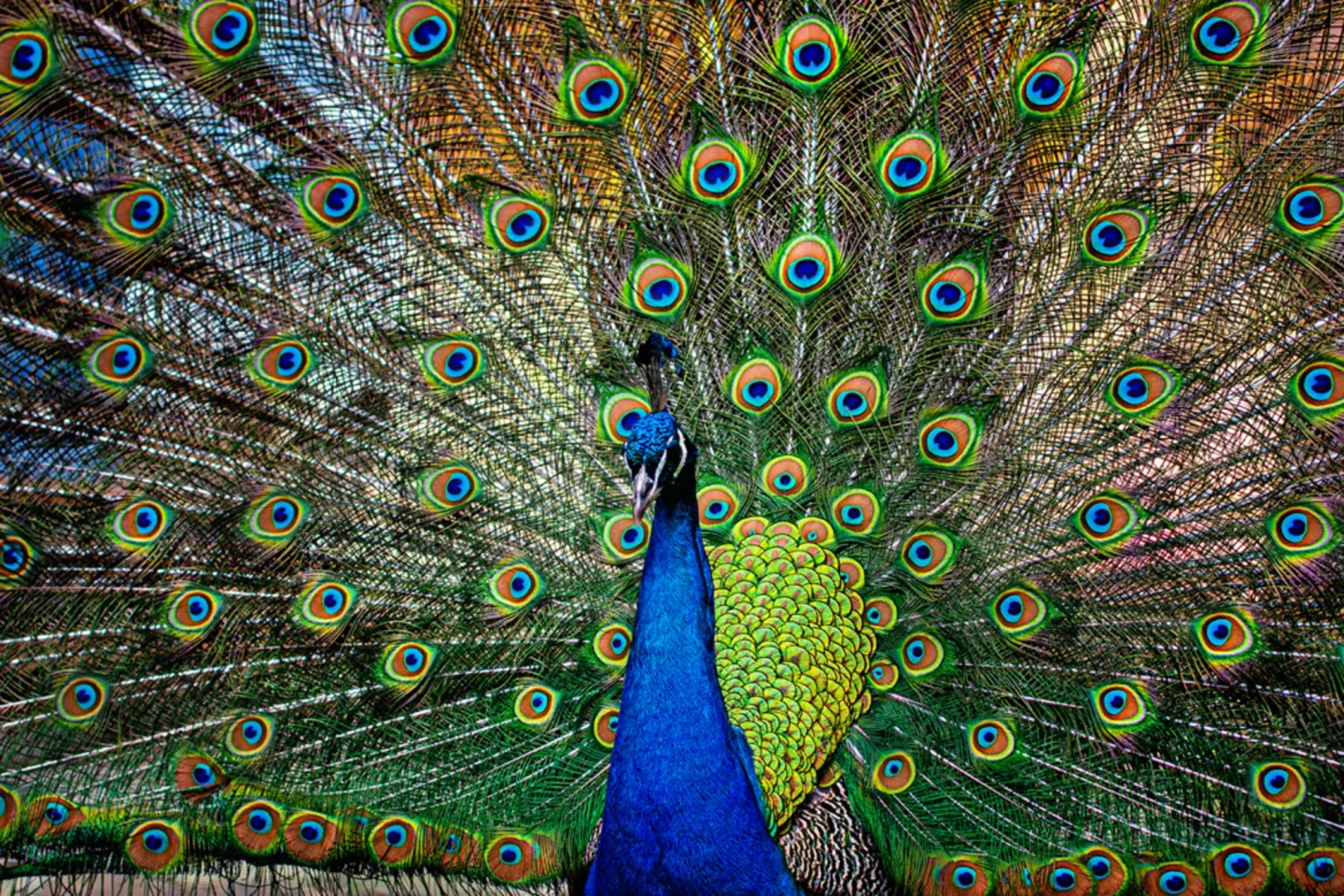 image LAND Alubild Stolzer Pfau | Schubiger Möbel