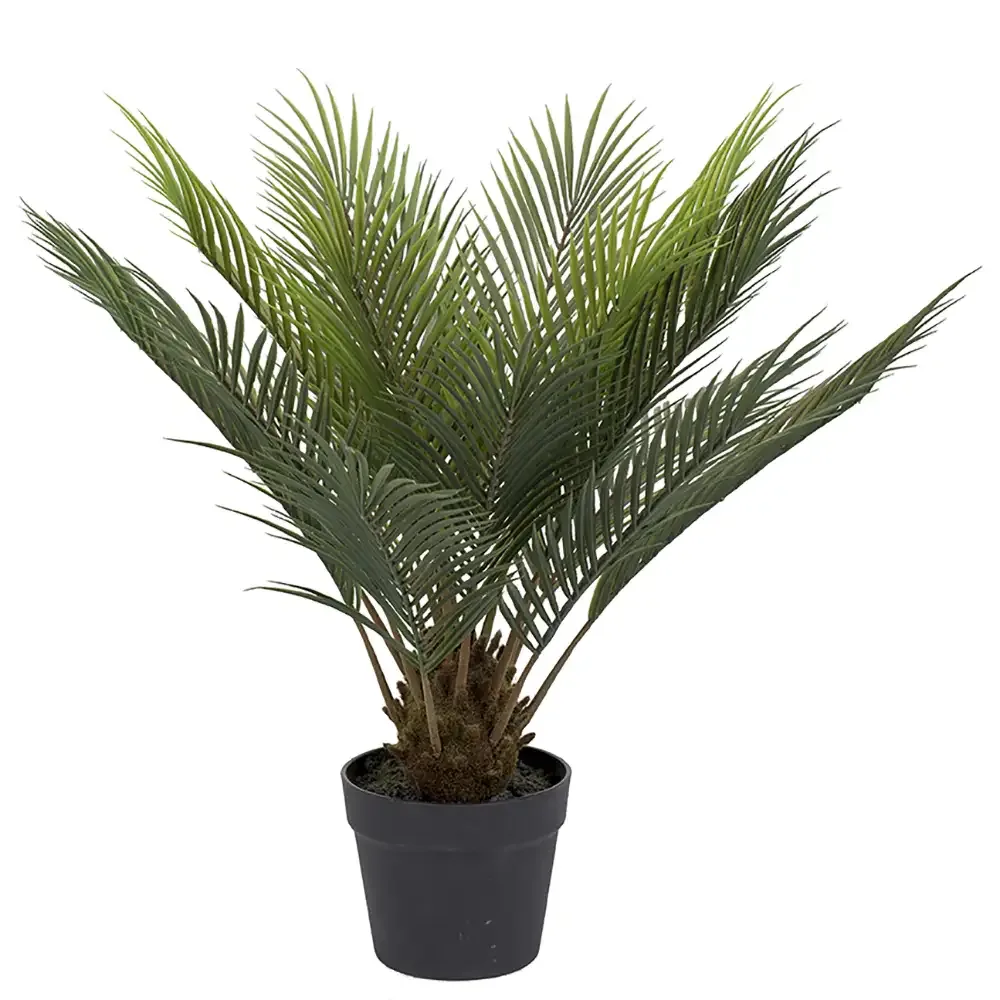 Mr Plant, Cycas Topfpflanze 60 cm