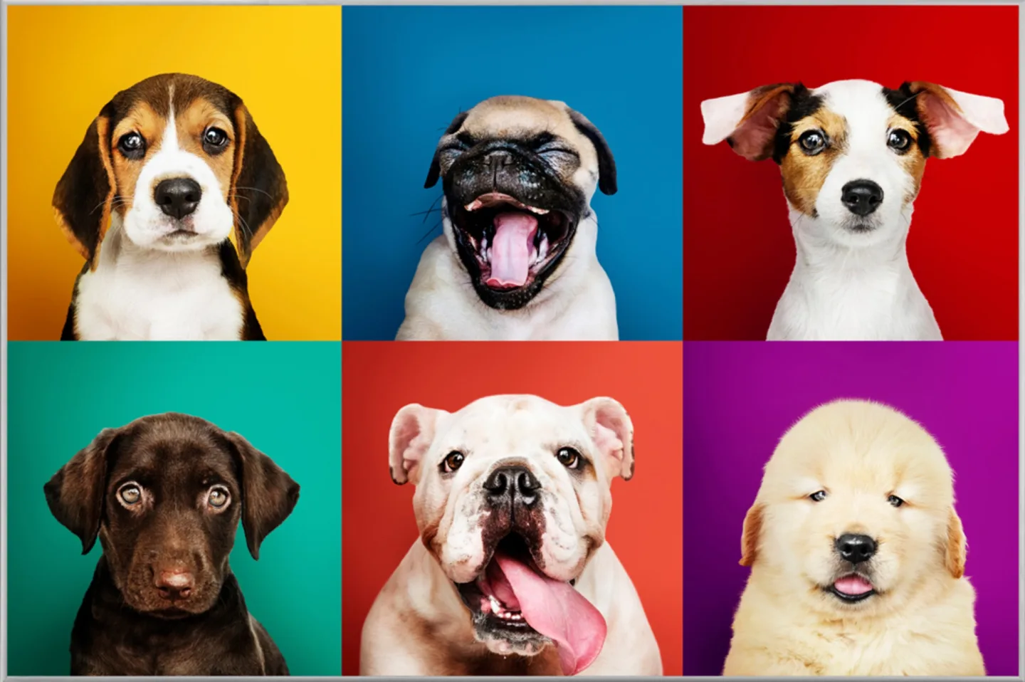 image LAND Bild mit Rahmen Lustige Hunde | Schubiger Möbel