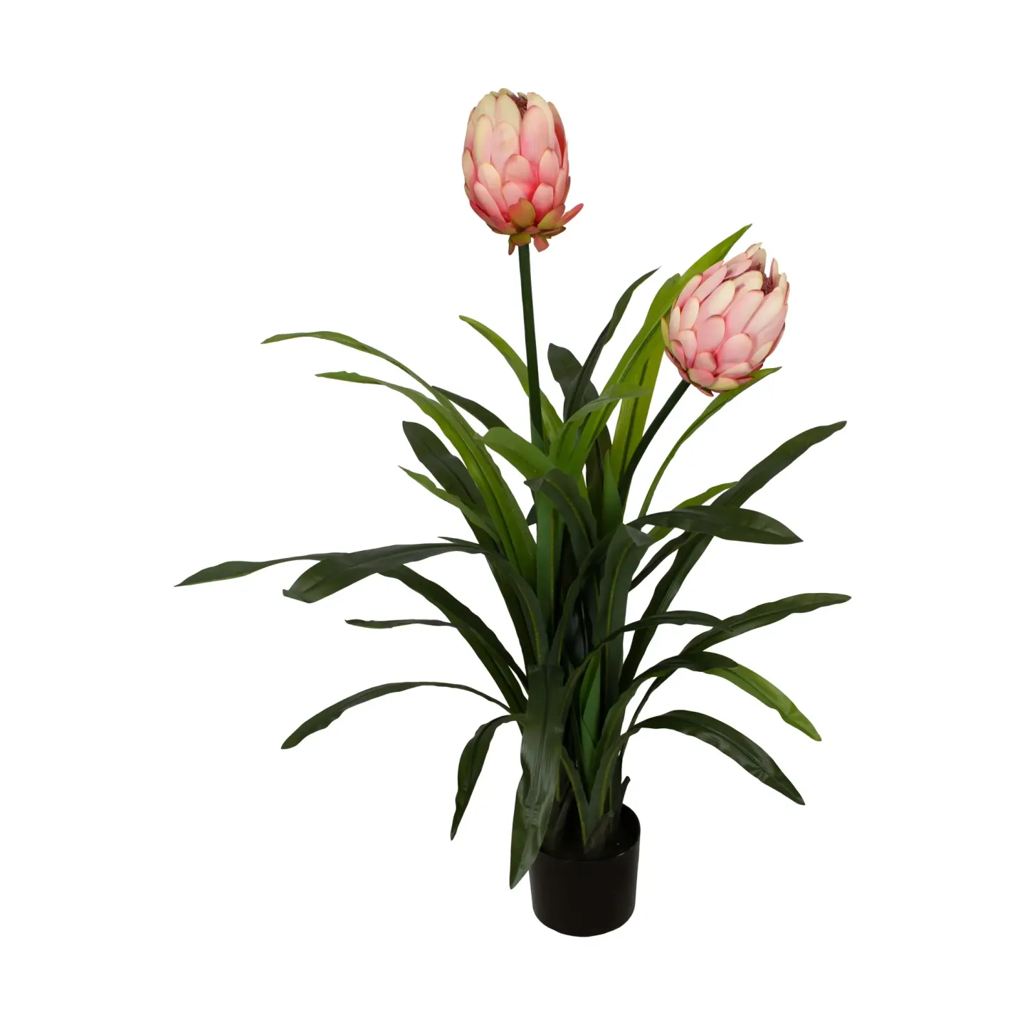 Decofinder Kunstpflanze Protea Pfirsich H: 116 cm | Schubiger Möbel