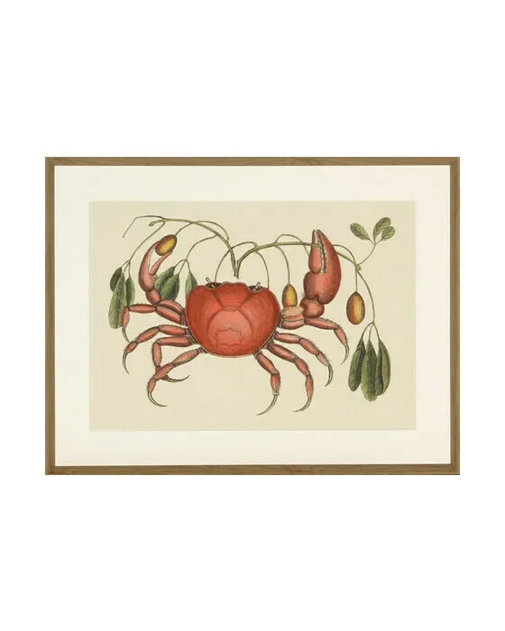 Crab And Tapia