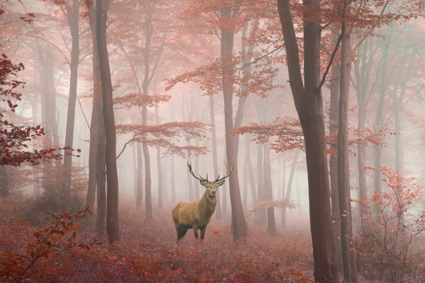 image LAND Canvas Hirsch im Herbstwald | Schubiger Möbel