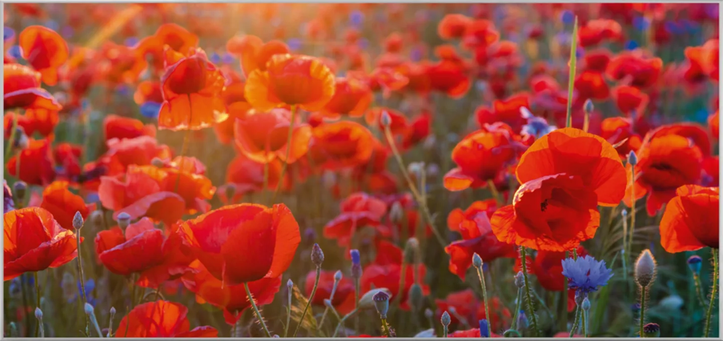 image LAND Bild mit Rahmen Mohnblumen 6 | Schubiger Möbel