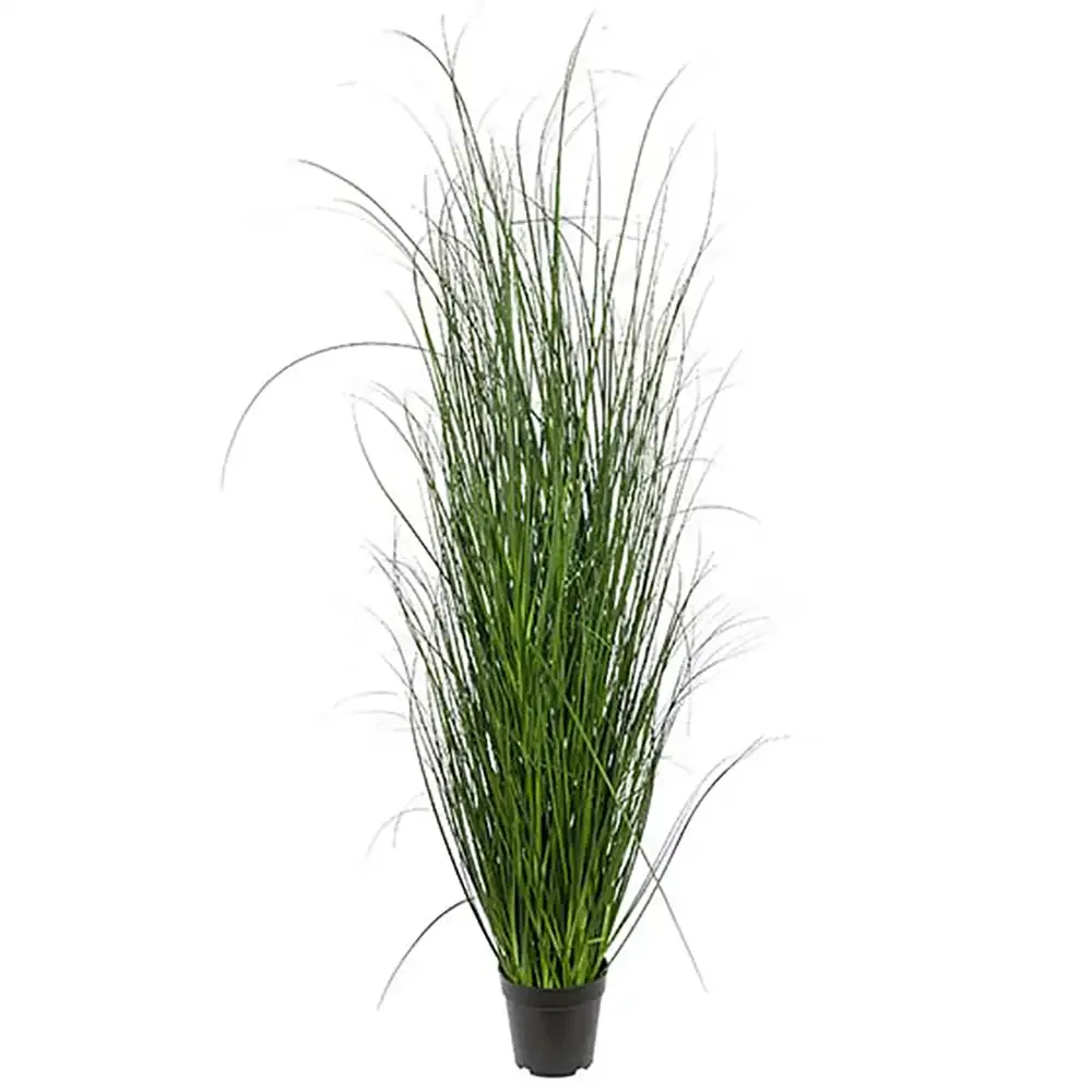 Mr Plant, Gras 140 cm