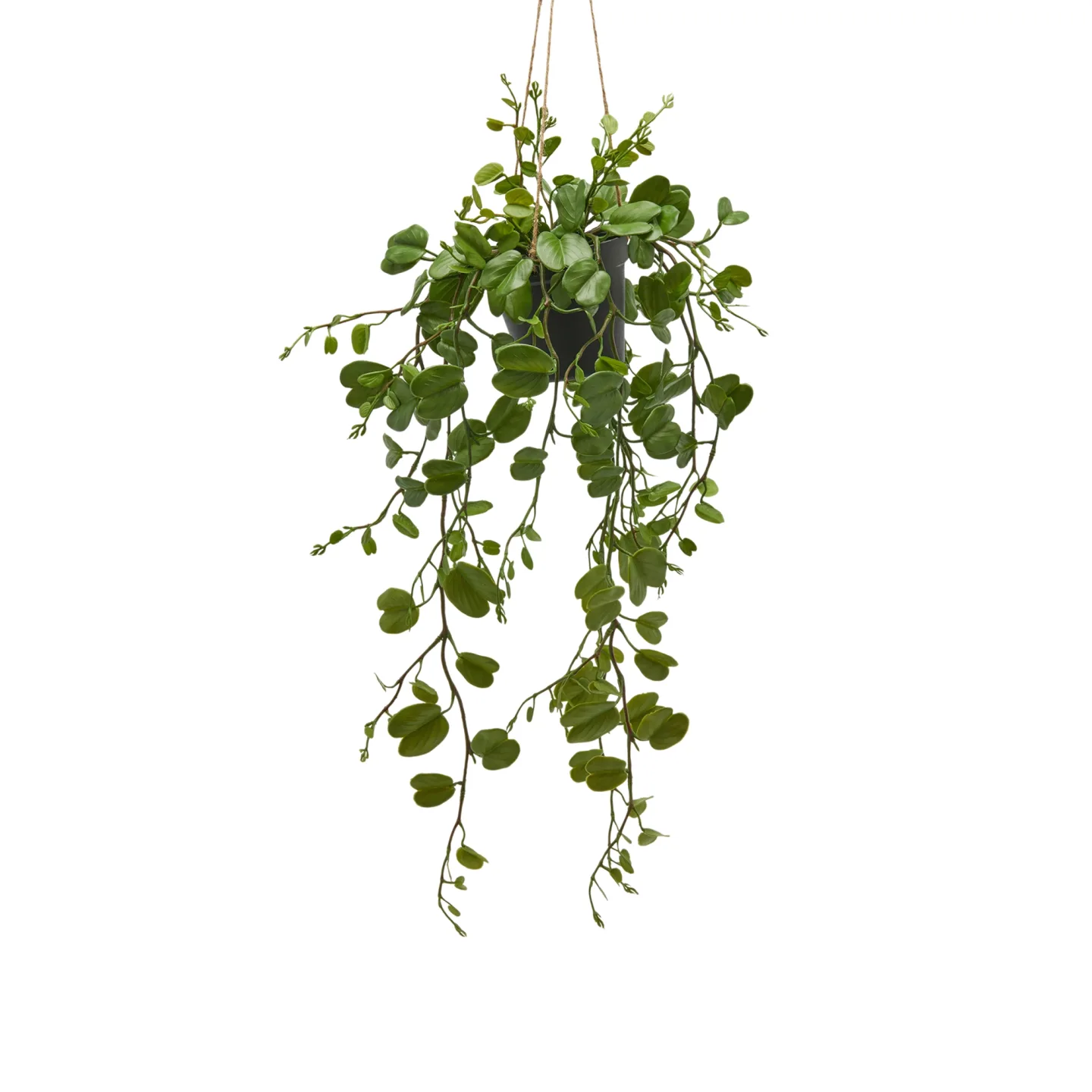 Edg Kunstpflanze Hänger H: 64 cm | Schubiger Möbel