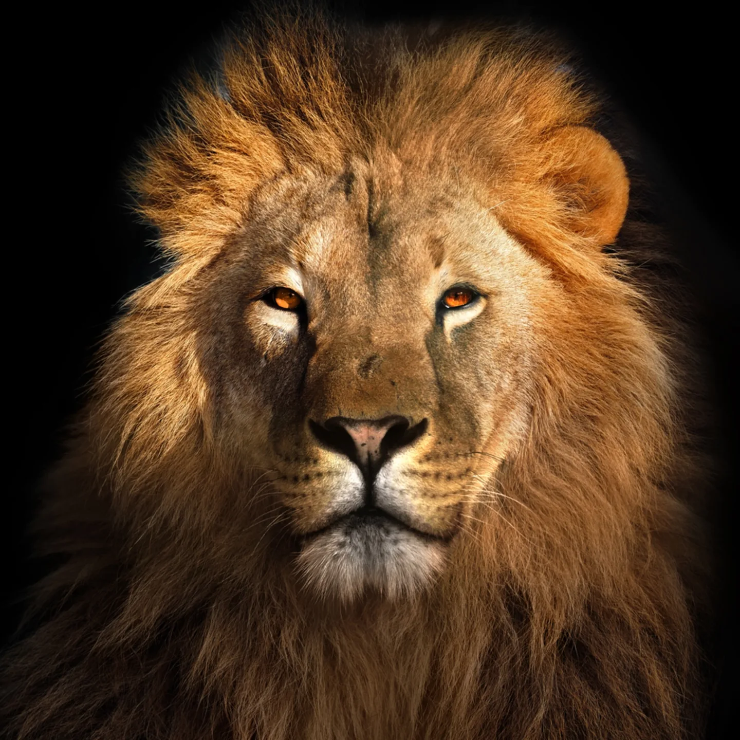 image LAND Alubild König Der Löwen | Schubiger Möbel