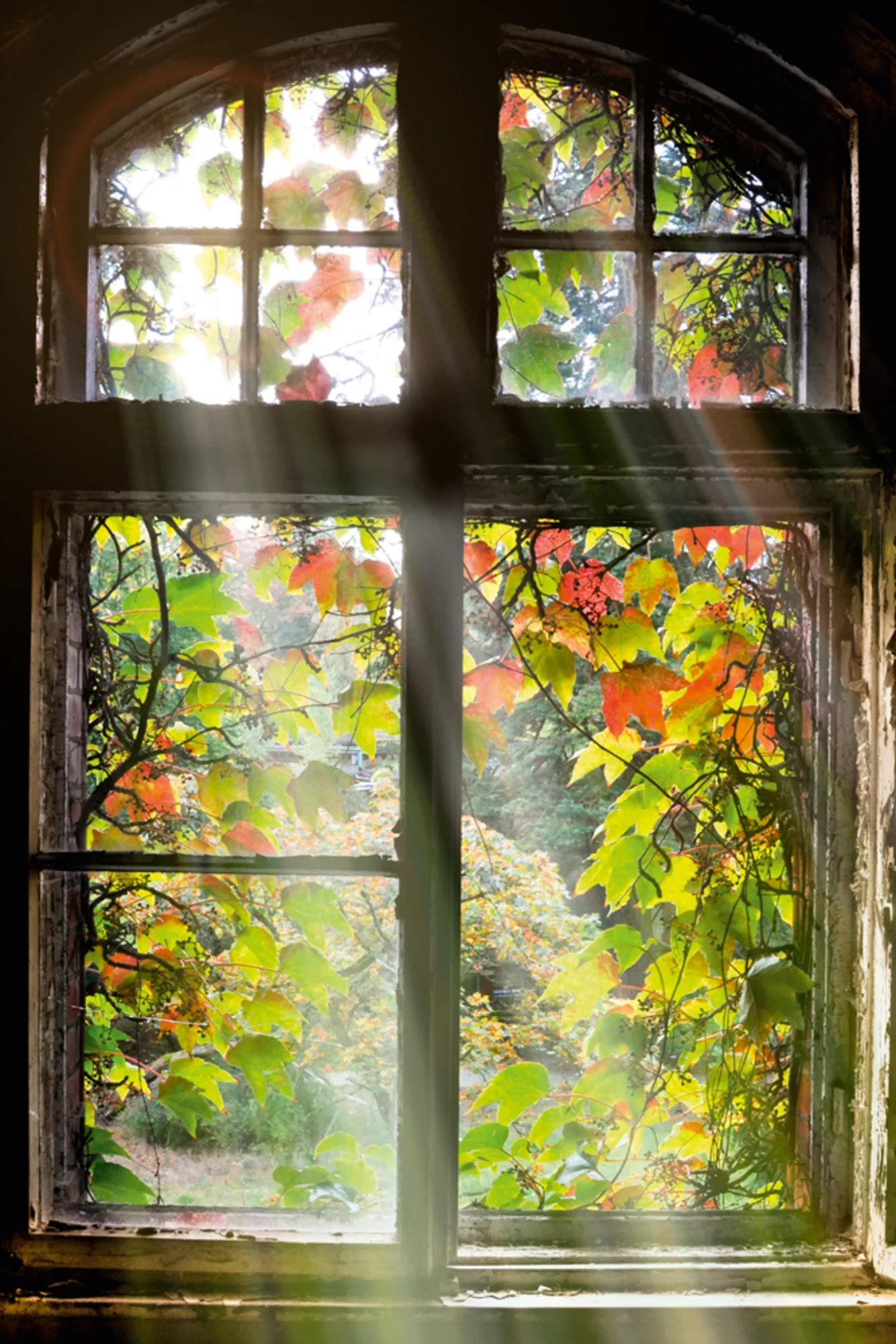 image LAND Alubild Fenster mit Laub | Schubiger Möbel