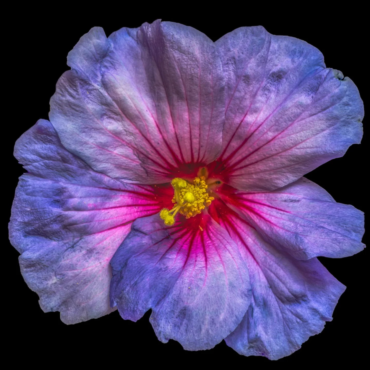 image LAND Alubild Hibiskusblüte in Blau und Rosa | Schubiger Möbel