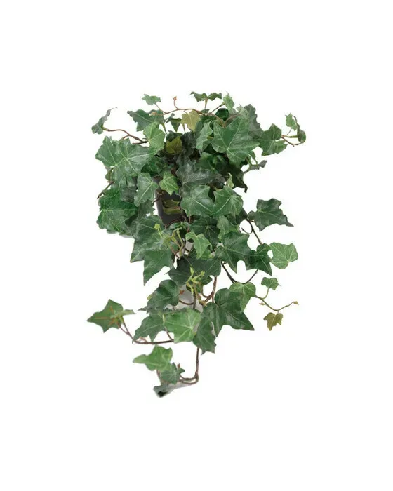 Murgröna krukväxt grön