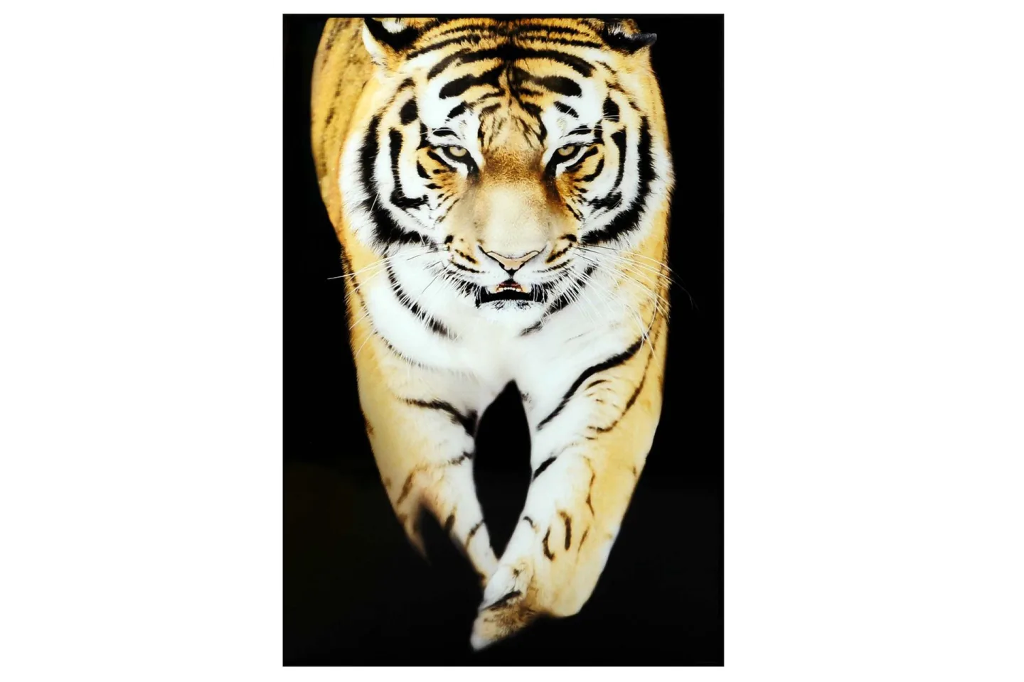 Tiger Tavla - 80x120 cm Flerfärgad