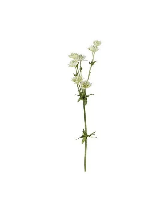 Astrantia Cut Flower Green