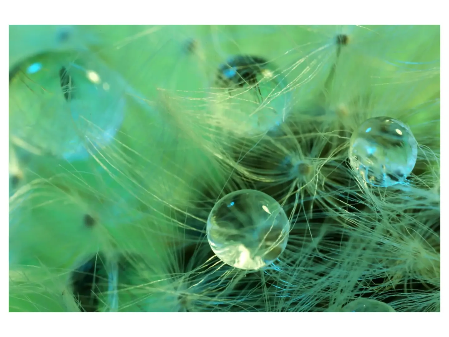 image LAND Digitaldruck auf Acrylglas Wasserperlen Auf Zarter Pflanze | Schubiger Möbel